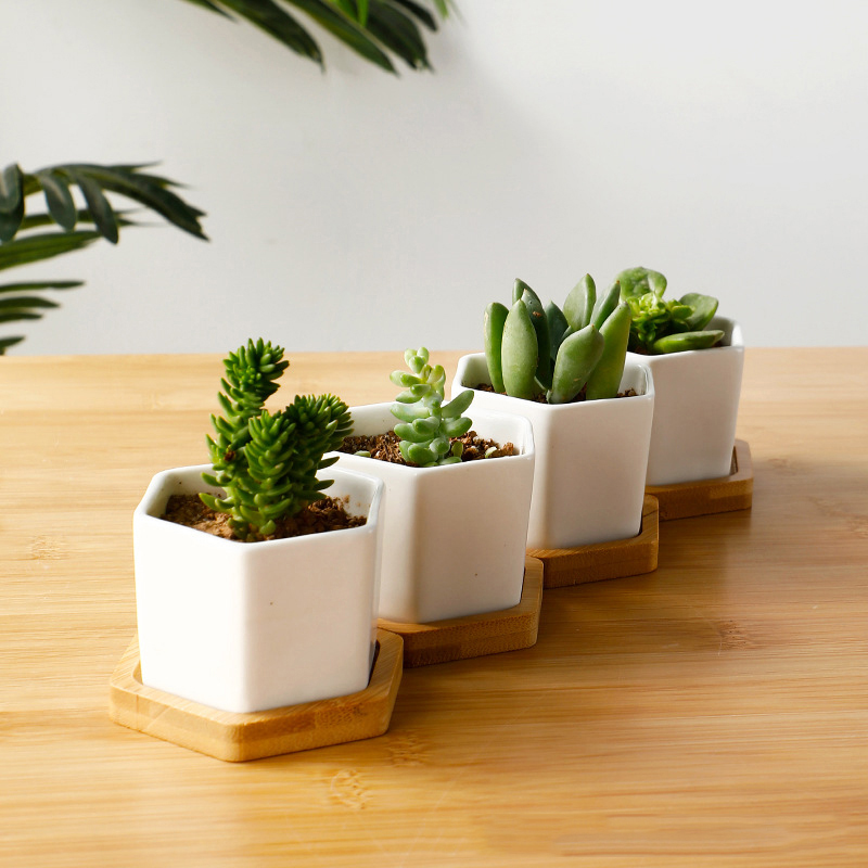 กระถางเซรามิกทรงหกเหลี่ยมสีขาว - Aloe Vera Pot บทวิจารณ์และราคา